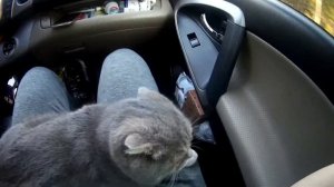 Переезд с Кузбасса в Краснодар на ЮГ/дорога Омск - Тольятти 2-я часть.