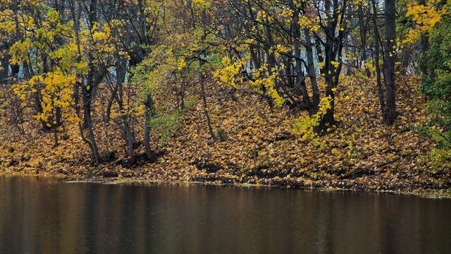 Осенний Калининград Ноябрь