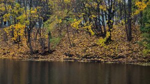 Осенний Калининград Ноябрь