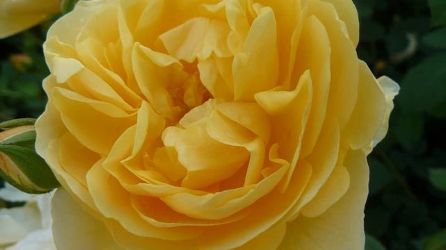 Прекрасные #цветы. Желтые #розы. смотреть онлайн