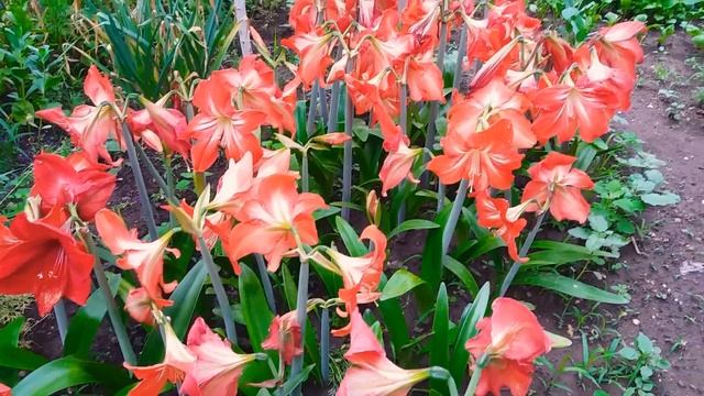 Гиппеаструмы в саду: невероятная красота! смотреть онлайн