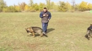 GoodDog. Выбор породы немецкая овчарка рабочего разведения.