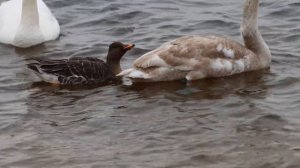 Гуменник (Anser fabalis) у Києві (17.01.2023) | Bean Goose in Kyiv city