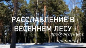 Медитация пробуждения в весеннем лесу под звуки природы