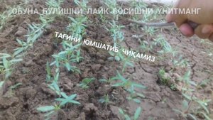 Лоджейн f1 навли помидор экиш усули...