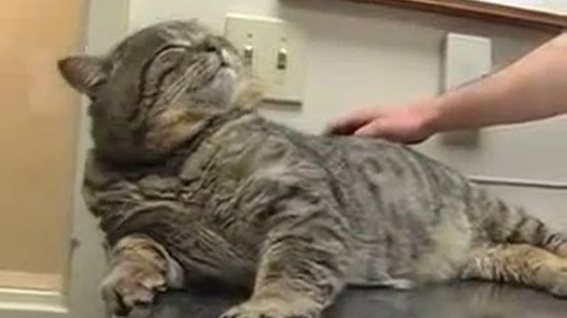 Голиаф гиганский кот Goliath The Giant Cat смотреть онлайн