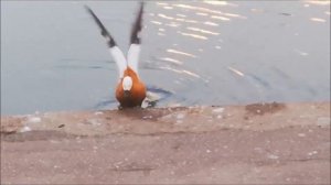 Красивые виды парка в центре Москвы, живописный пруд. Природный парк Долина Сетунь.