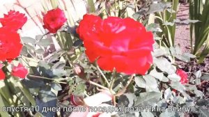 Розы: Нина Вейбул, Циркус и Голден медальон