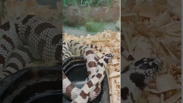 Калифорнийская Королевская змея ?/ California's snake смотреть онлайн