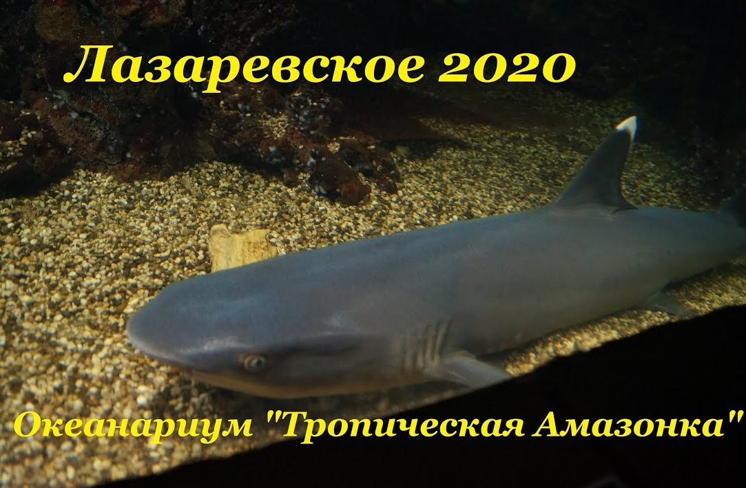 Лазаревское 2020 / Океанариум "Тропическая Амазонка"
