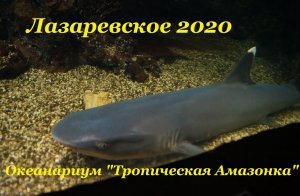 Лазаревское 2020 / Океанариум "Тропическая Амазонка"