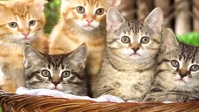 Срочно!!! Ссылка на это видео в описании и в комментариях! смотреть онлайн