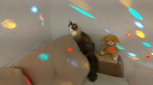 ВОЗВРАЩЕНИЕ КОТА! КОТ ШИПИТ НА КОТА. ДРАКА)