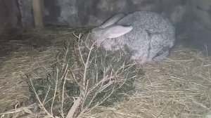 Почему кролики грызут клетку