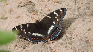 ленточник тополевый1