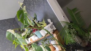 вариегатная монстера альба,особенности ухода за  вариегатными растениями.удобрения для вариегатност