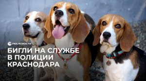 Бигли на службе в полиции Краснодара