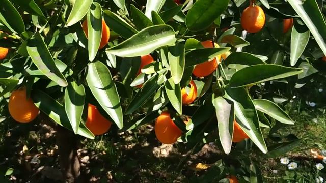 Huge Kumquat - Fortunella japonica смотреть онлайн