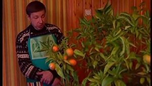 Как заставить цвести цитрусовые без какой либо прививки