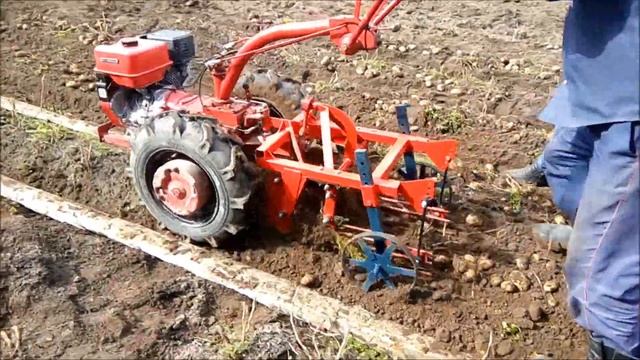 Копаем картофель мотоблоком МТЗ-09 с картофелекопалкой ККМ-2. смотреть онлайн