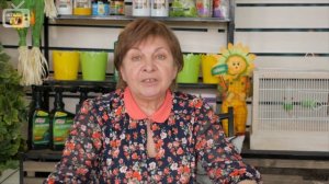 Дюк ➡ Гибрид вишни и черешни ✅ Секрет высокой урожайности