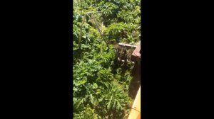 Борьба с борщевиком на дт-75