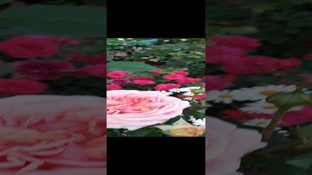 20240705_050408.mp4пора цветения на даче. смотреть онлайн