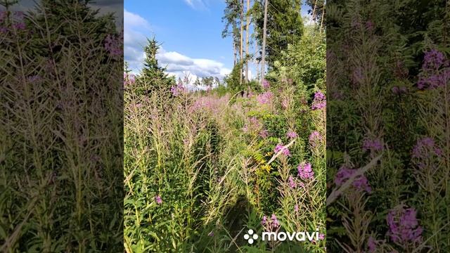 Паломничество в Саввино - Сторожевский монастырь. смотреть онлайн