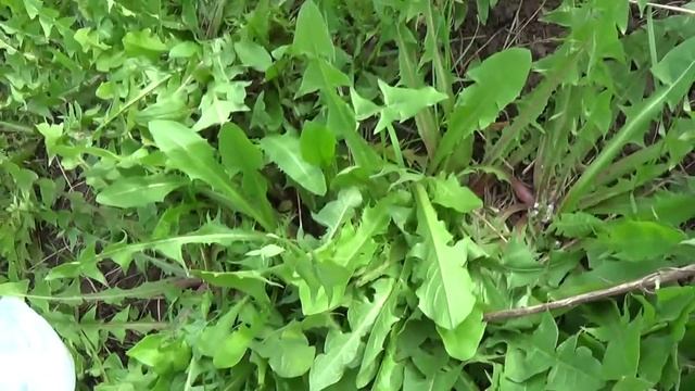 маринованные почки одуванчиков/ очень быстро и вкусно смотреть онлайн