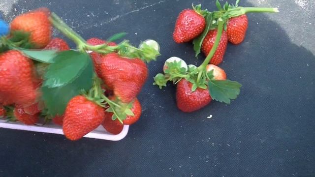 САНДРА - одна из нашумевших новинок 20 года. / мини-питомник КЛУБНИКА-МАЛИНА. смотреть онлайн