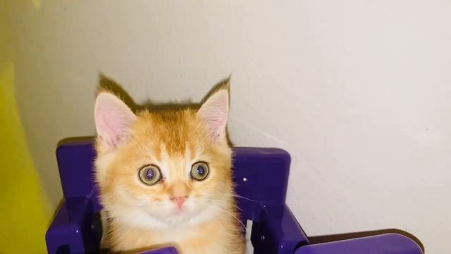 ?ЗОЛОТАЯ БРИТАНСКАЯ ШИНШИЛЛА? КОТЯТА МИМИСОЛЬКИ ?GOLDEN KITTENS?