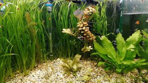 Мой аквариум. Моё занятие. Первое видео