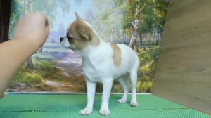 ЦЕНЫ НА ЩЕНКОВ породы ЧИХУАХУА и ЧИХУА мини- ПОЧЕМУ ТАКИЕ РАЗНЫЕ ? Стоимость собаки породы ЧИХУА ХУ