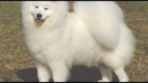 Собака породы Самоед  по стандарту самоедская собака