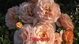 Розы Дэвида Остина.mp4