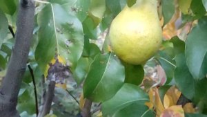 Груши Директор Альфан и Далисан