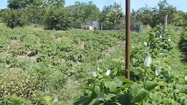 РЕМОНТАНТНАЯ МАЛИНА. Бизнес  ПОЛЬКА