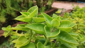 Шпороцветник ароматный или колеус ароматный. Coleus amboinicus or Plectranthus amboinicus.