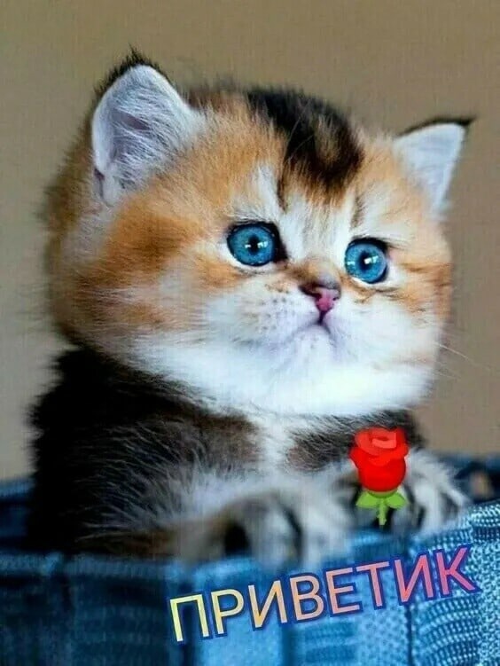 Доброе Утро! Самого Доброго Утра Вам!