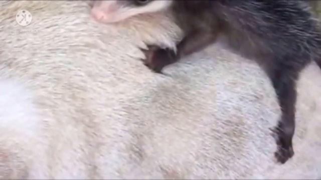 Кошка принесла на спине с прогулки необычного малыша, вы не поверите когда узнаете, что за зверь смотреть онлайн