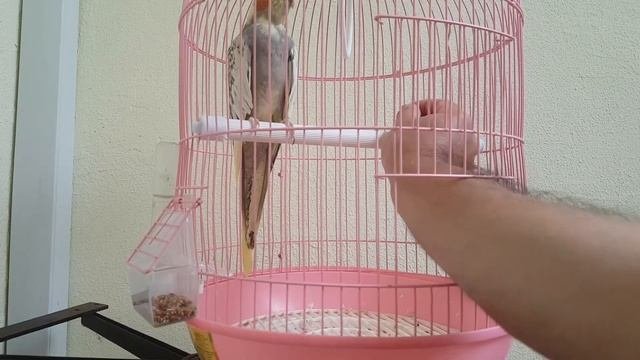 Корелла Гоша - трудное приручение (Cockatiel Gosha - Hard Taming)