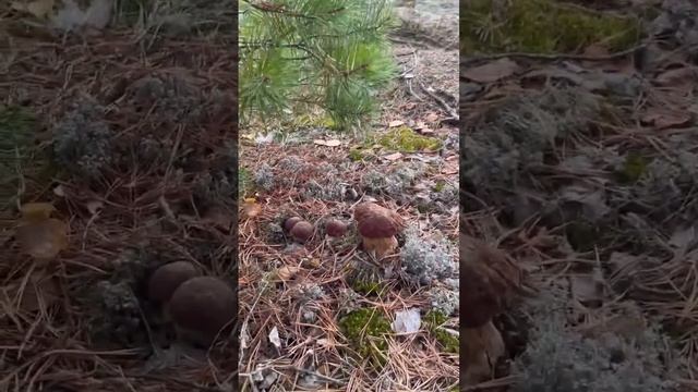 СЕМЕЙКА БОРОВИКОВ! Белые грибы сосновые #Грибы #белыегрибы #боровики смотреть онлайн