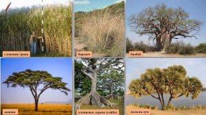 Тема 11. Природные зоны Африки. Охрана природы