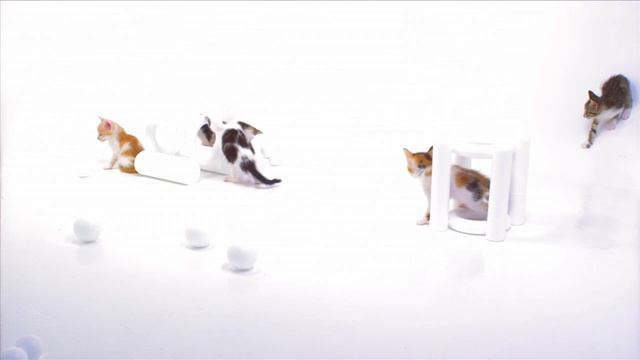 Забавные котята во всей своей котеноческой славе! 😻🐾 #милота #котятаиграют