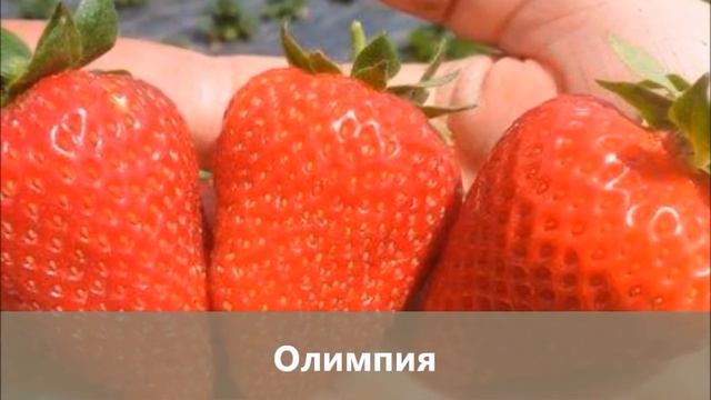 Раньше всех ранних: новые раннеспелые сорта садовой земляники смотреть онлайн