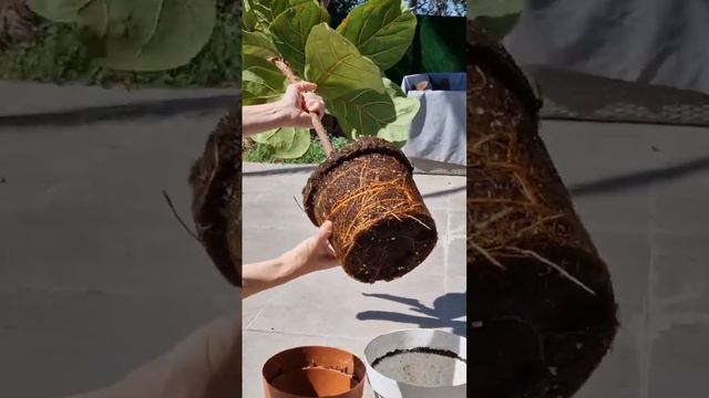 Repotting Fiddle Leaf Fig (Ficus Lyrata)