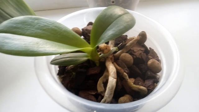 Орхидеи)) Детка Дикий кот// Простой уход за деткой// смотреть онлайн