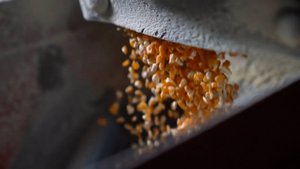 Сценарий цен. Кукурузная крупа