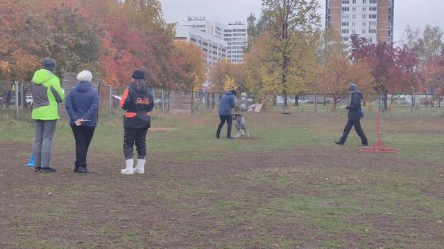 Обидиенс-1. 02.10.2021г. 3 место Семина Инна и ризеншнауцер Тесса, г.Наб.Челны смотреть онлайн