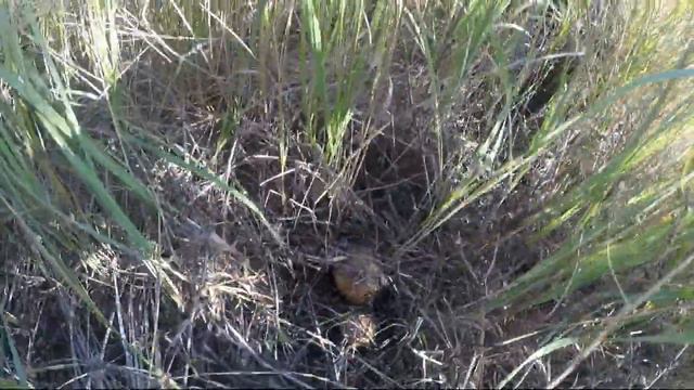 Грибы Воронеж 7 октября 2018г